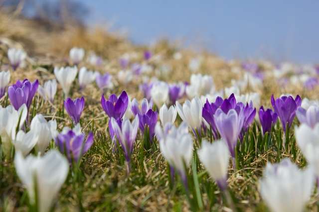 Crocus