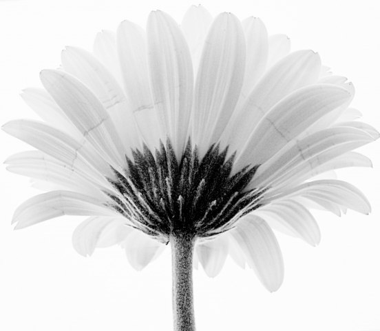 PETALOSO