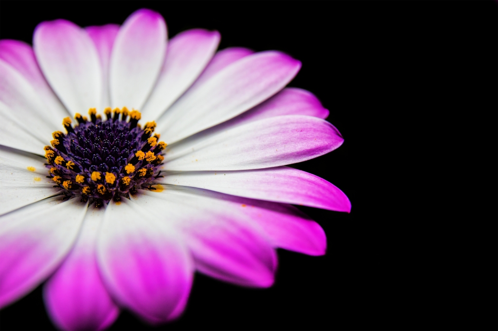 La delicatezza di un fiore