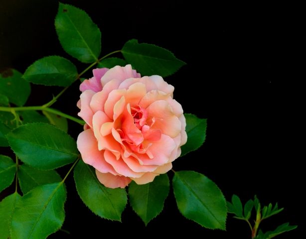 La rosa