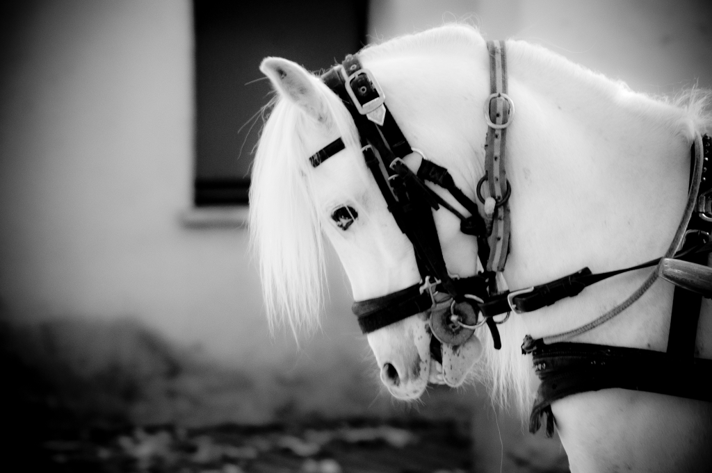 A Horse