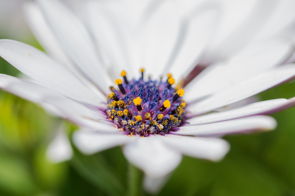 Fiore di primavera