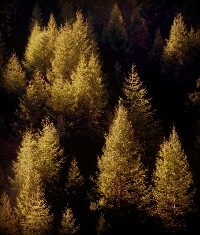 Larici in autunno in valle dAosta