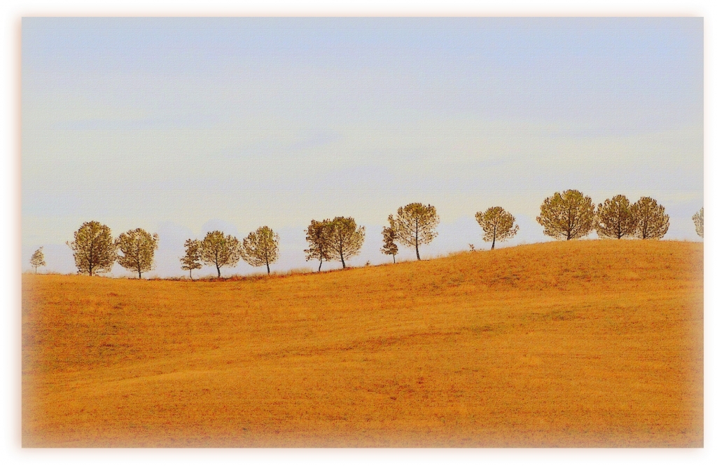 gli alberelli toscani in autunno