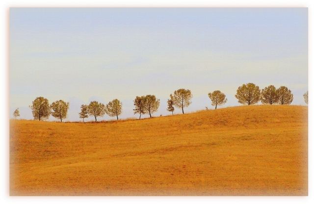 gli alberelli toscani in autunno · graziellataibi