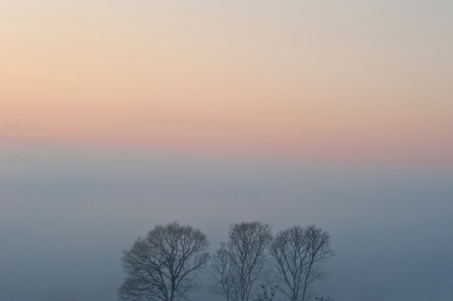 alberi tra la nebbia