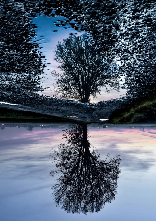 L'albero della vita