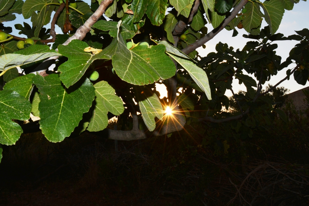 Alba