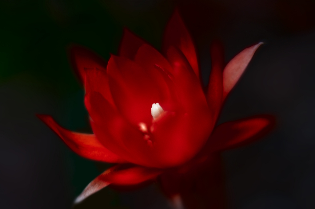 Fiore rosso