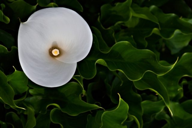 fiore bianco