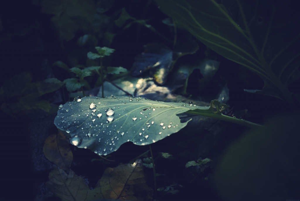 drops