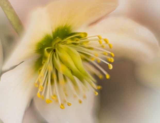 Morbido fiore