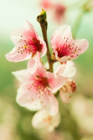 Fiori di pesco