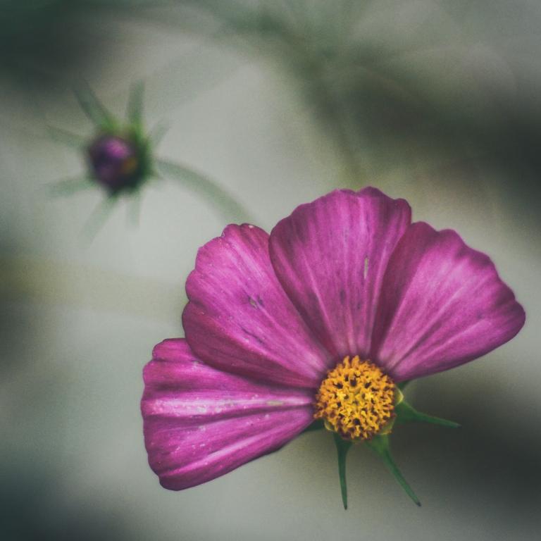 Fiore rosa