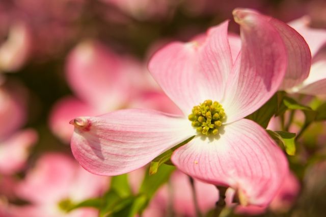 Cornus Florida