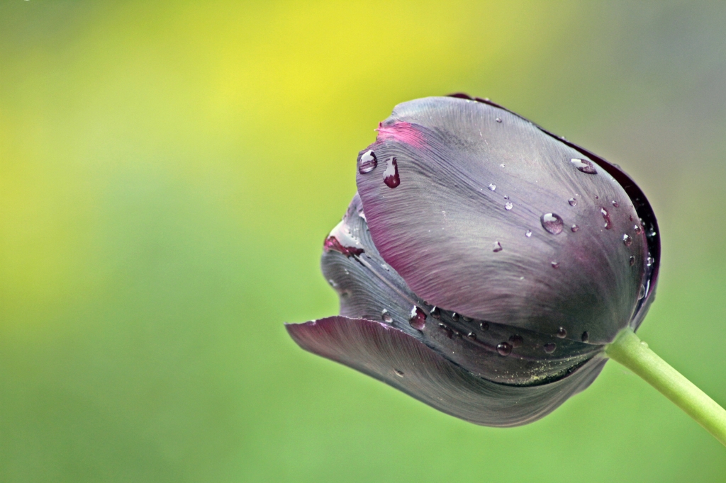 tulipano nero