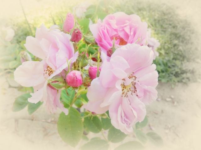 shabby chic