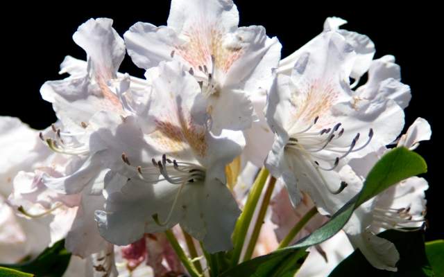 Rododendro Bianco