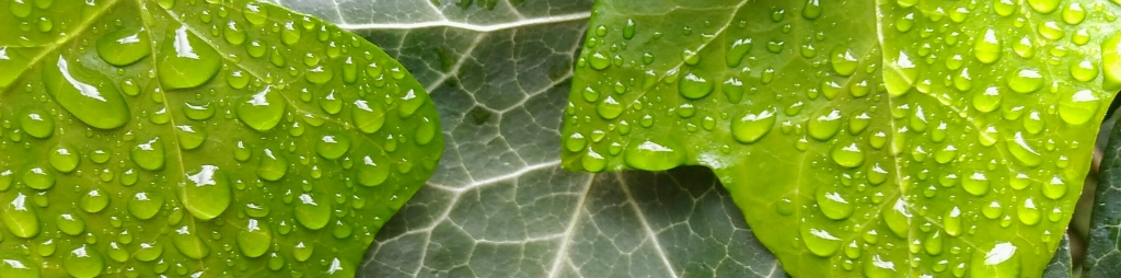 foglie di edera impressions