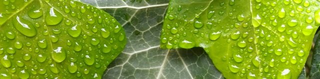 foglie di edera impressions