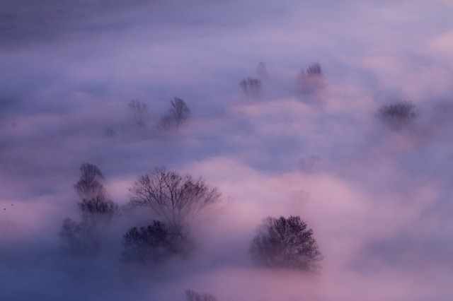 Alberi nella foschia