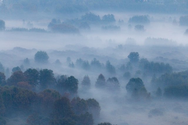 Alberi nella foschia