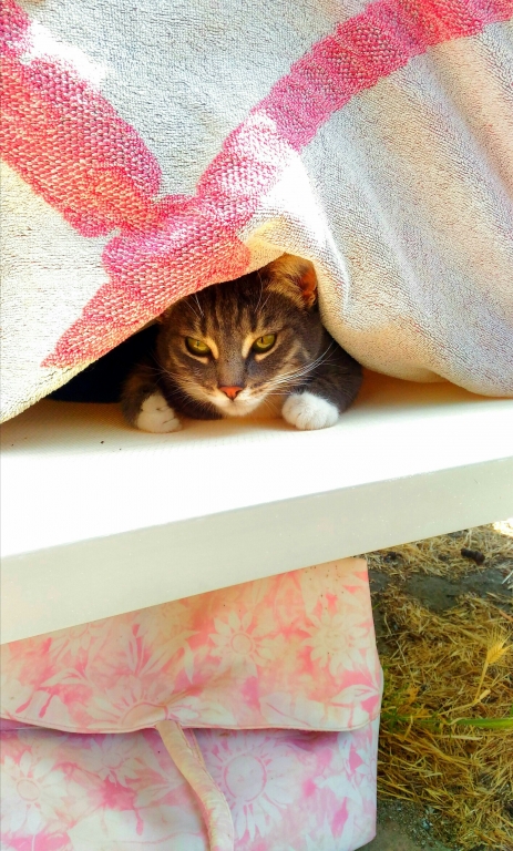 Mimetta sotto il telo mare