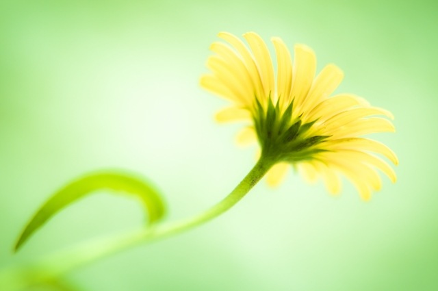 Un fiore nel verde...
