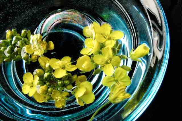 fiori gialli