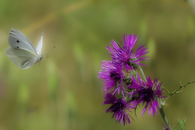 Volare