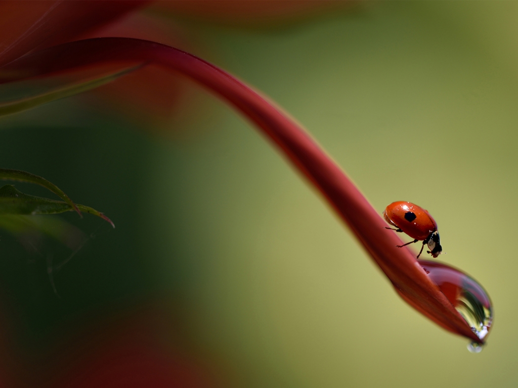 Ladybug