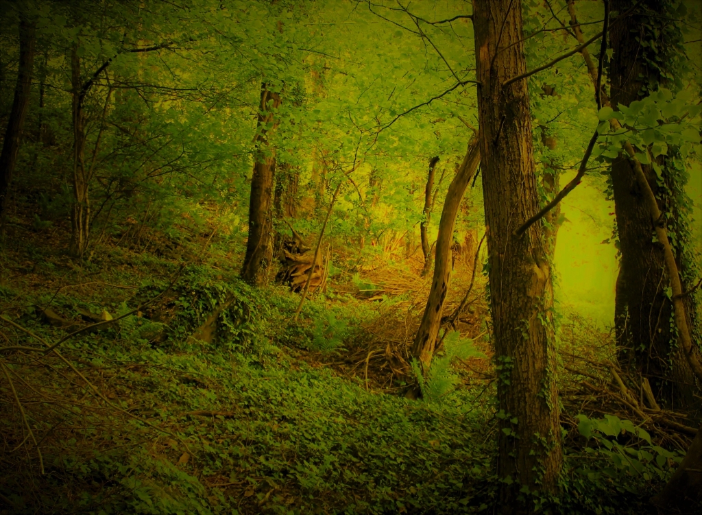 Bosco incantato