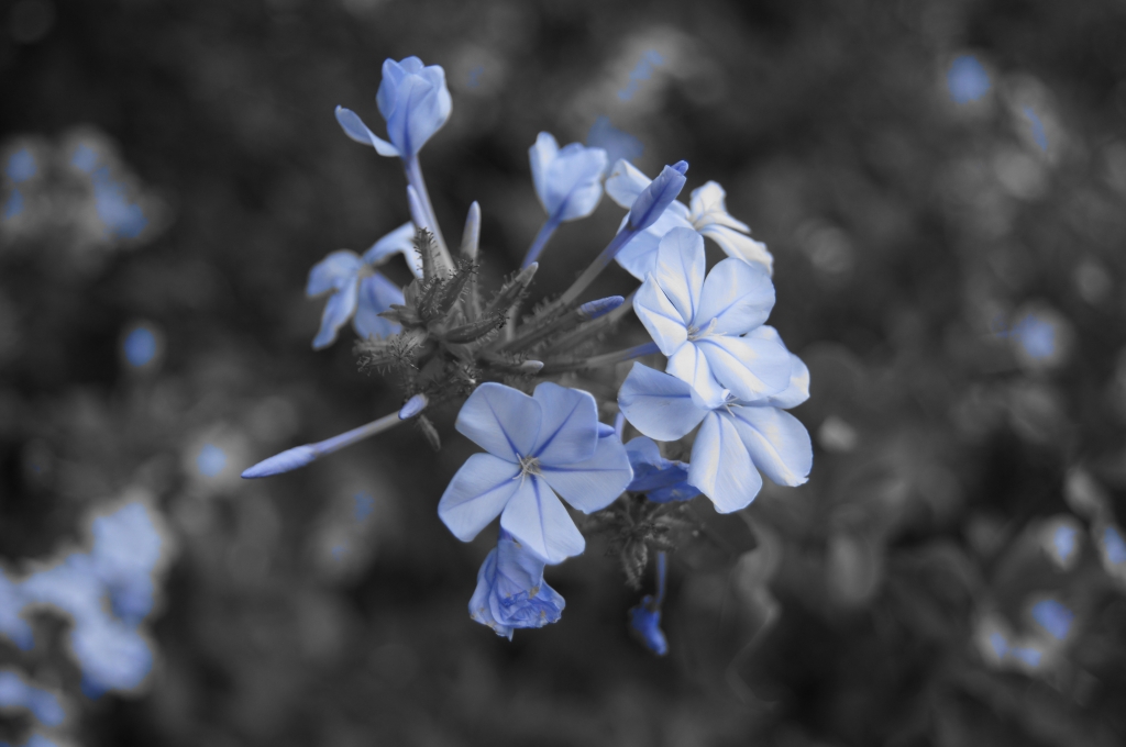 The flowers