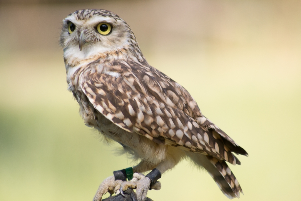 Rapace