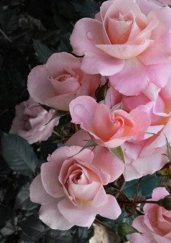 regina di fiori