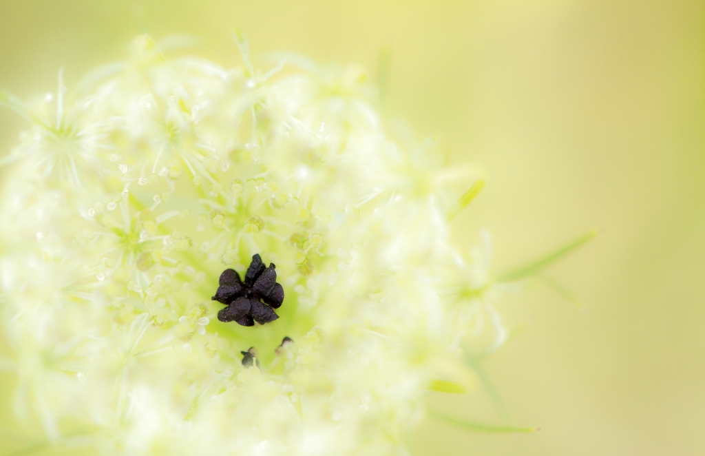 Fiore bianco