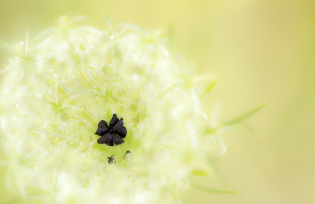Fiore bianco