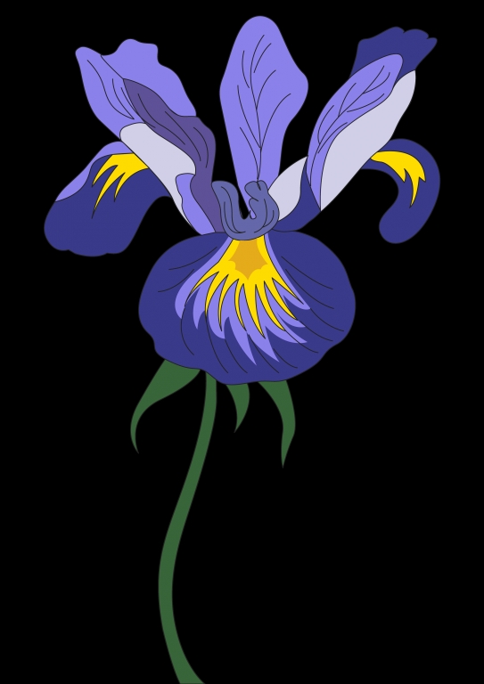 iris