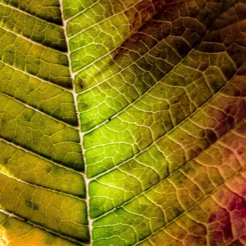 Autunno