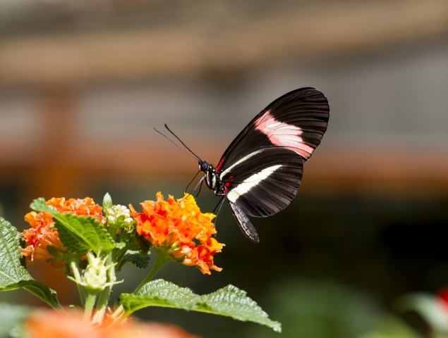 Farfalla tropicale