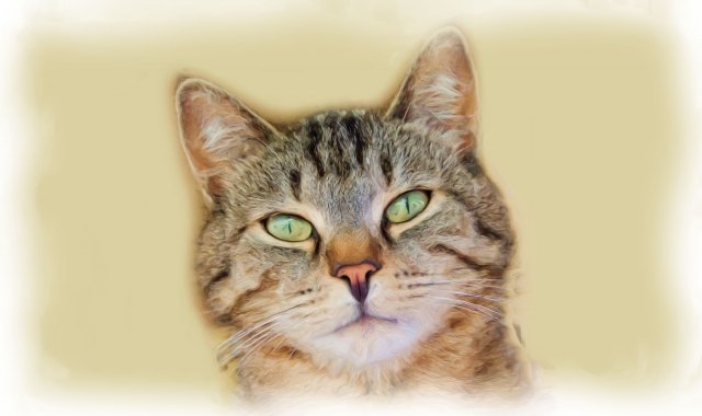 Micio