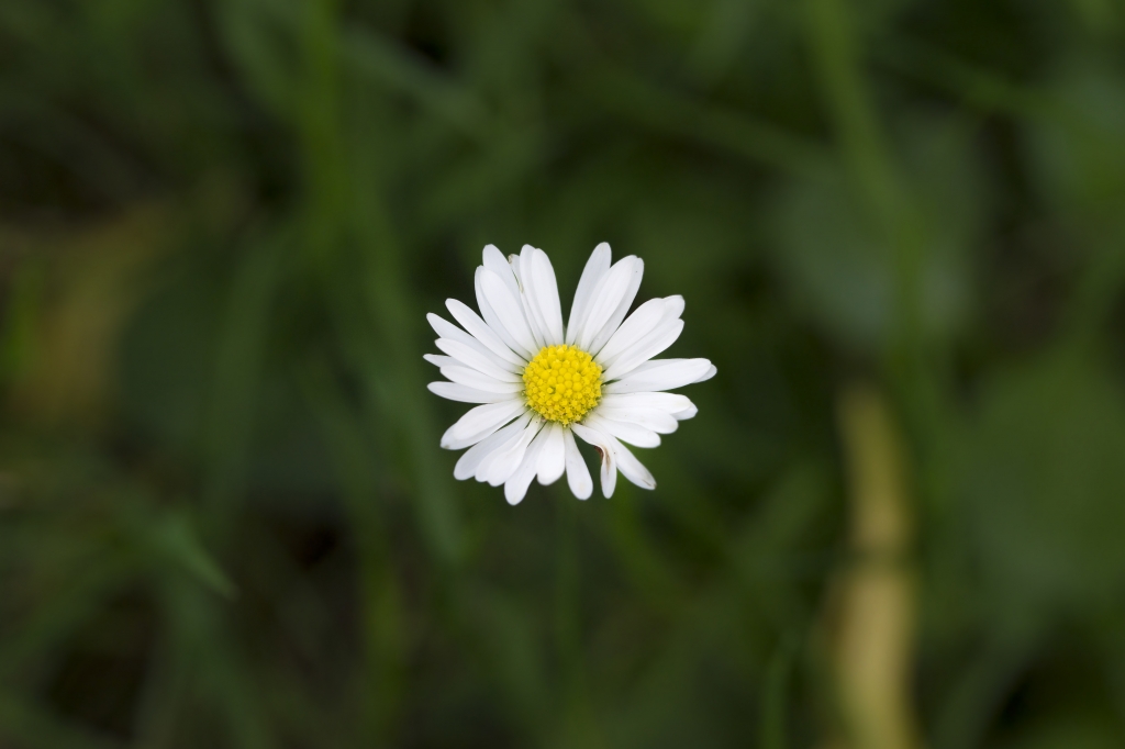 Margherita sospesa