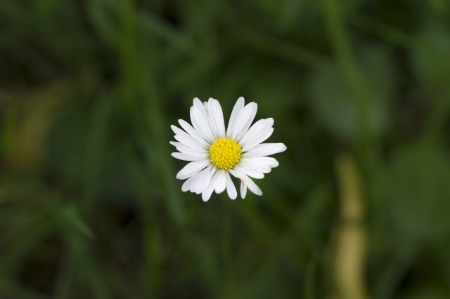 Margherita sospesa