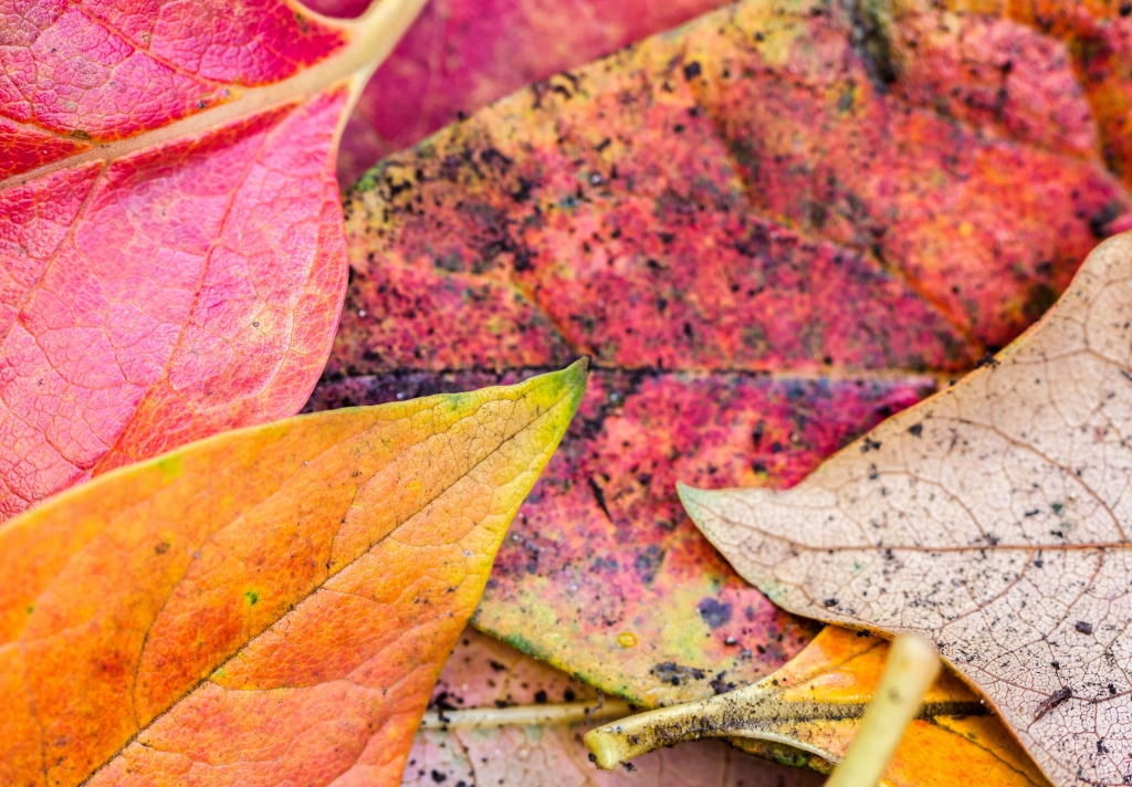 Il potere dei colori