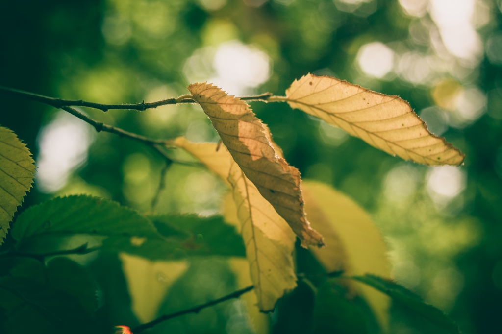 Timido autunno