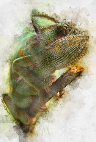 Chameleon