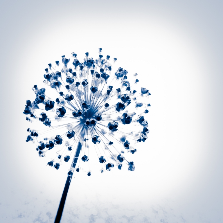 allium in blue