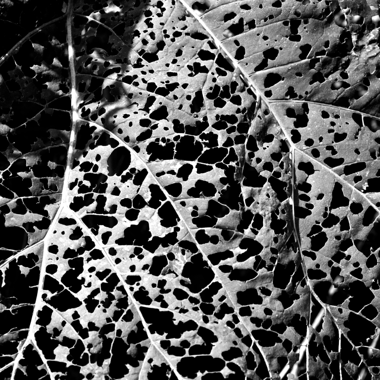 Ricamo naturale 01