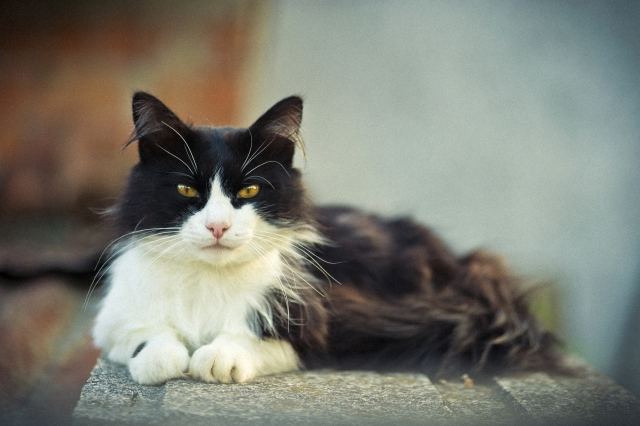 Il gatto Nero e Bianco