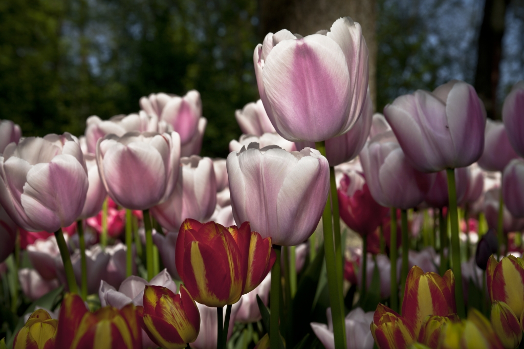 Petali colorati